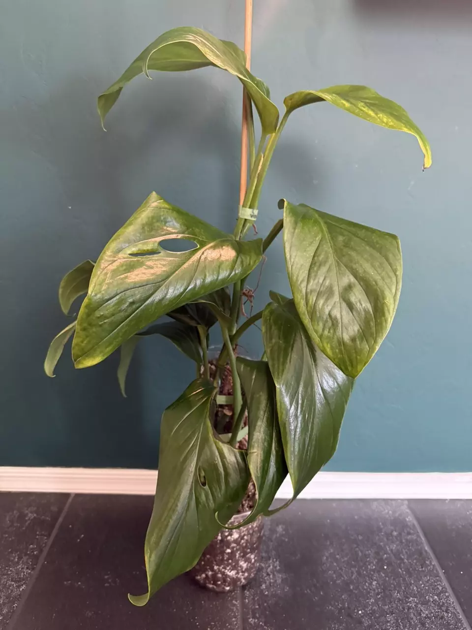 plant/✨ Rare Monstera egregia Rooted Node w/ Growth Point 🌱(1)-2