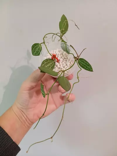 plant/Dischidia Ovata-4-thumbnail