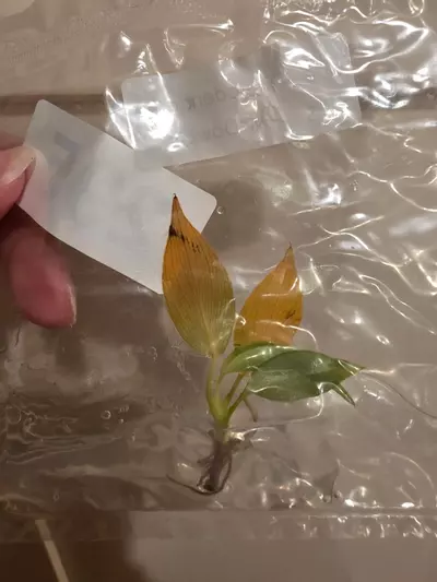 plant/Red Sun, Philo McDowell Tissue Culture Pack Rehab-3-thumbnail