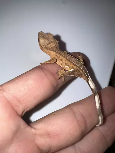 plant/CG#23-2-thumbnail