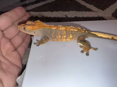 plant/CG#12-2-thumbnail