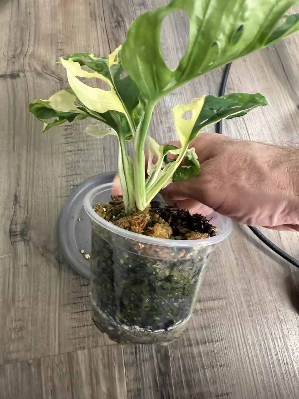 plant/Monstera adansonii albo-0