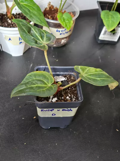 plant/Anthurium RVDP x Michelle-5-thumbnail