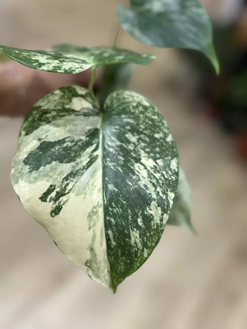 plant/Monstera white monster-1