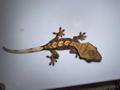 plant/CG#14-1-thumbnail