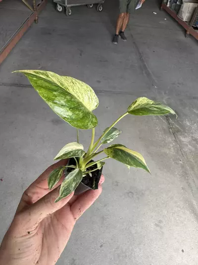 plant/Homalomena java starter plant growera choice-3-thumbnail