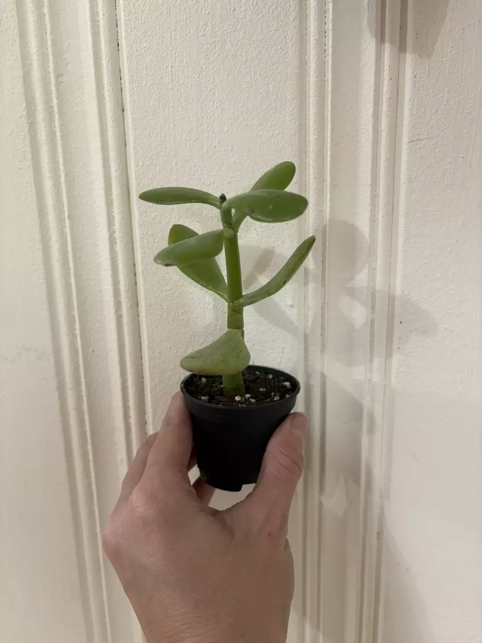 plant/Jade Plant-0