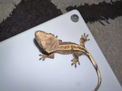 plant/CG# 8-3-thumbnail