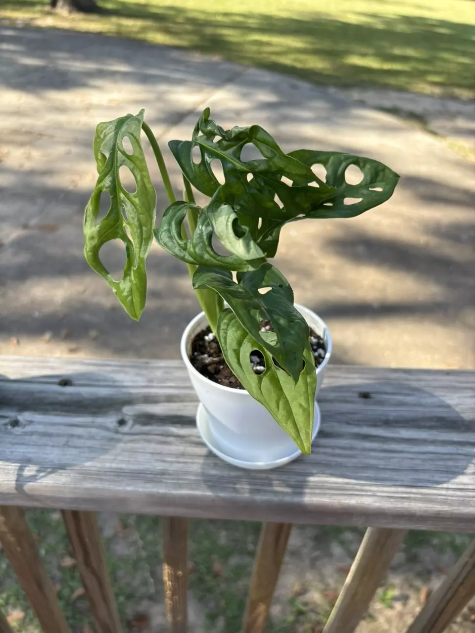 plant/Monstera adansonii-0