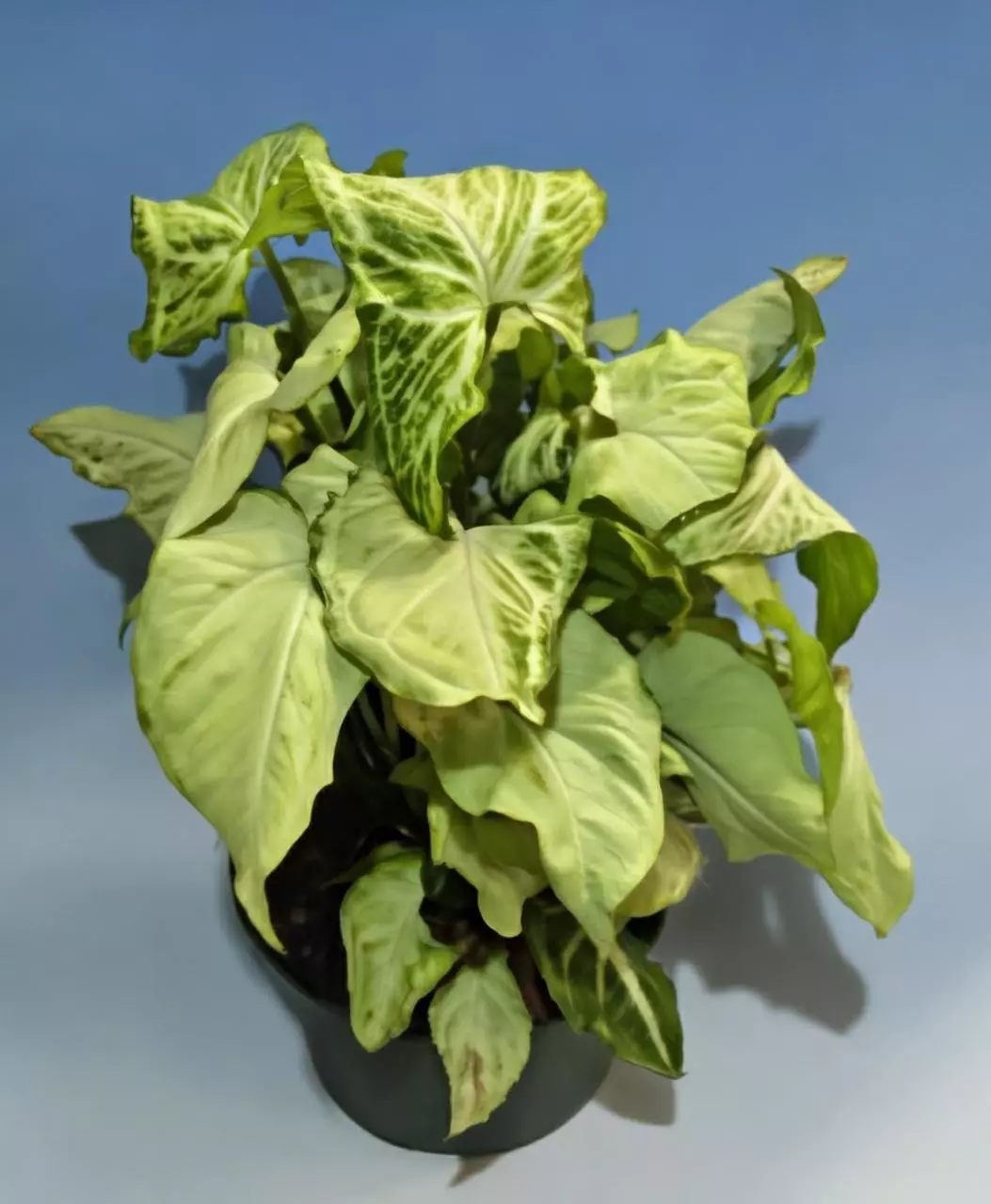 plant/Syngonium White Butterfly #177-2