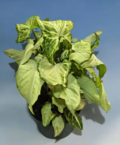 plant/Syngonium White Butterfly #177-2-thumbnail