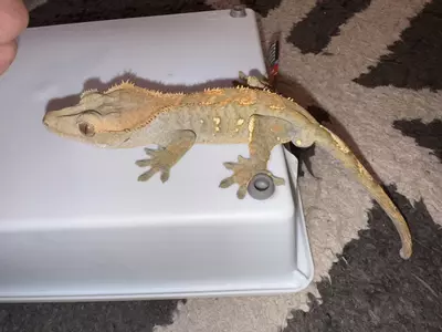 plant/CG# 5-2-thumbnail