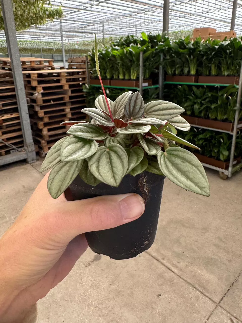 plant/Peperomia San Marino 4” pot growers choice-3