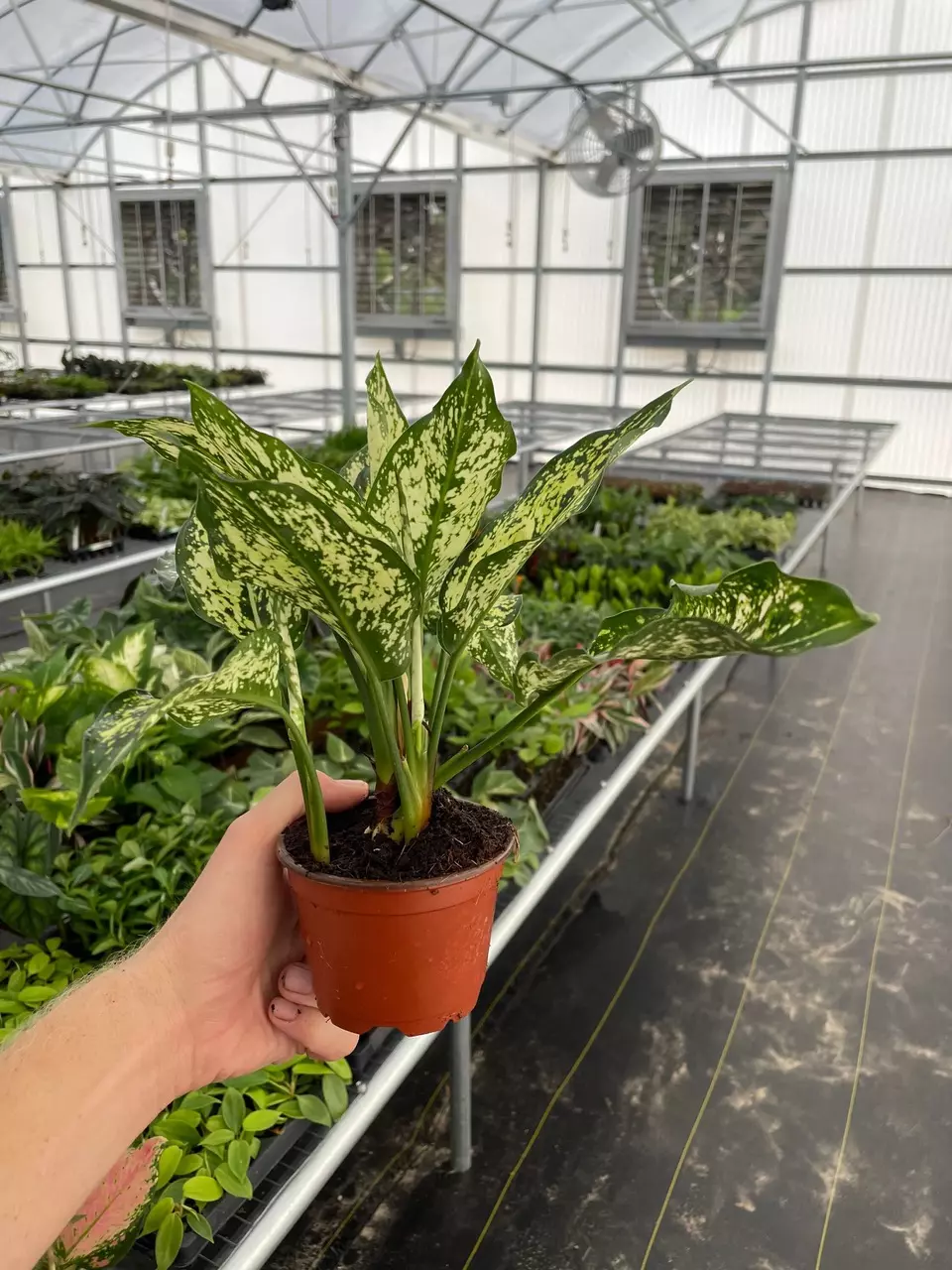 plant/Aglaonema Siam Snow White 4” pot growers choice-4