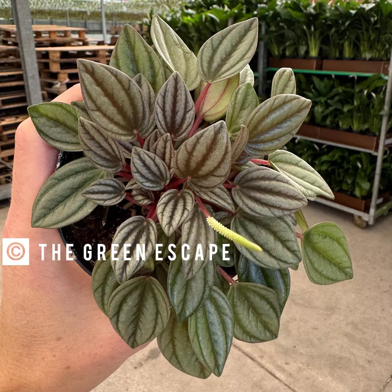plant/Peperomia San Marino 4” pot growers choice-0