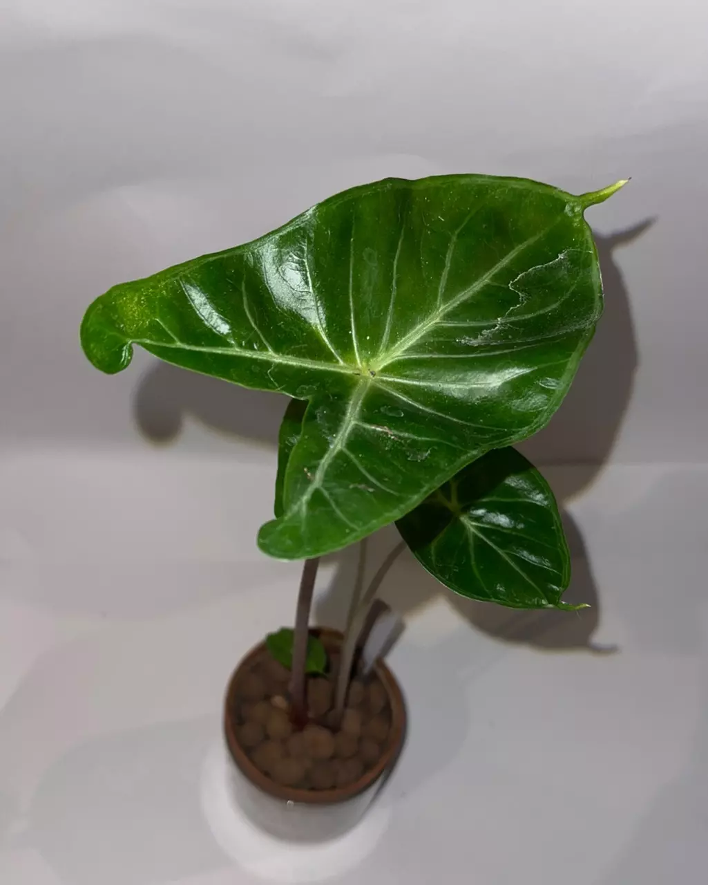 plant/4” Alocasia Ivory Coast-1