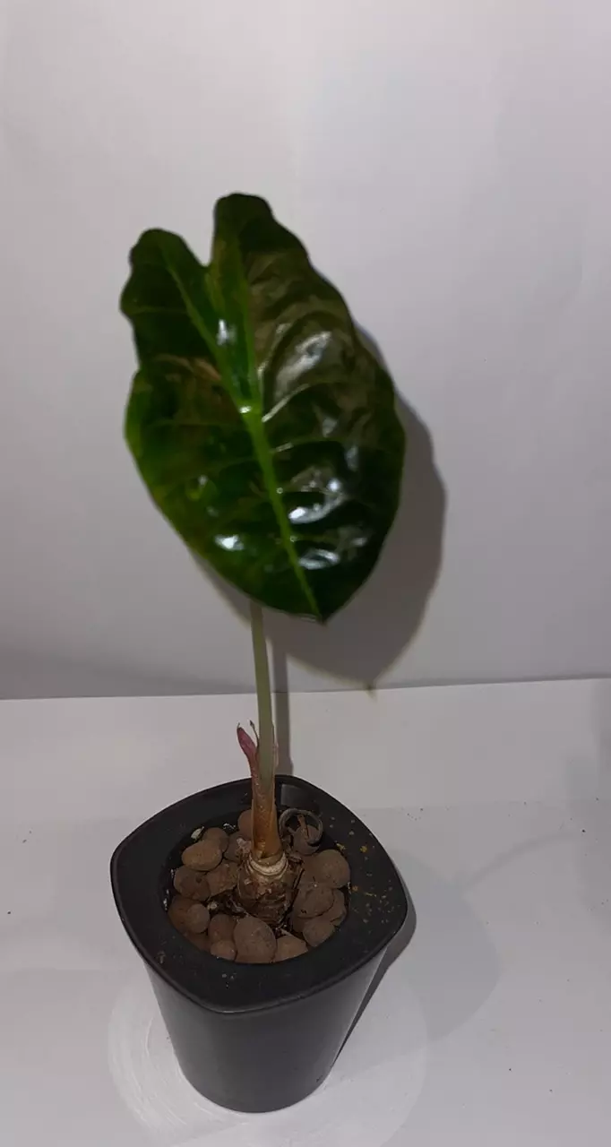 plant/Alocasia Chantrieri 4”-1
