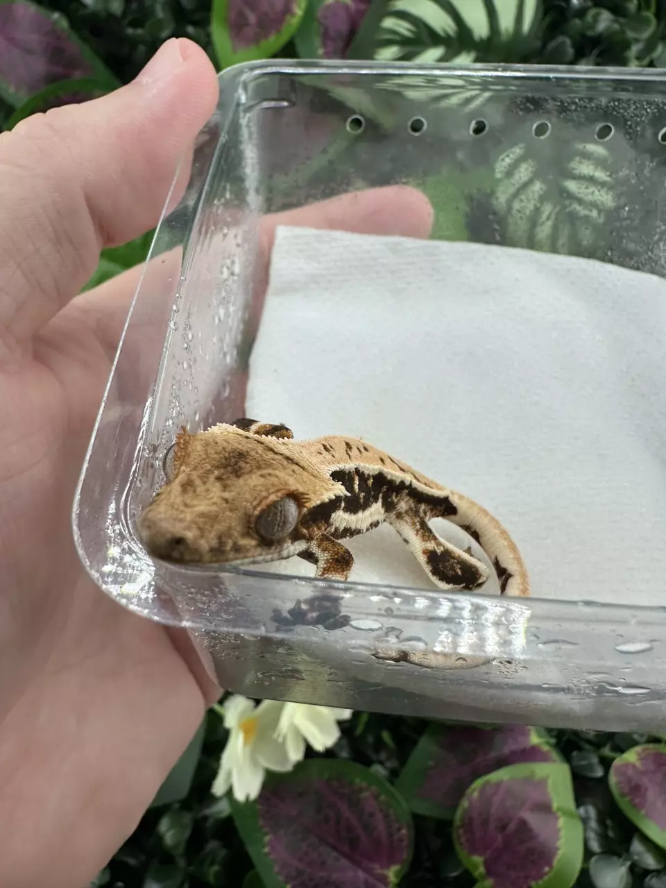 plant/Dark based Lilly White - Max x Maisie 5/21/25-1