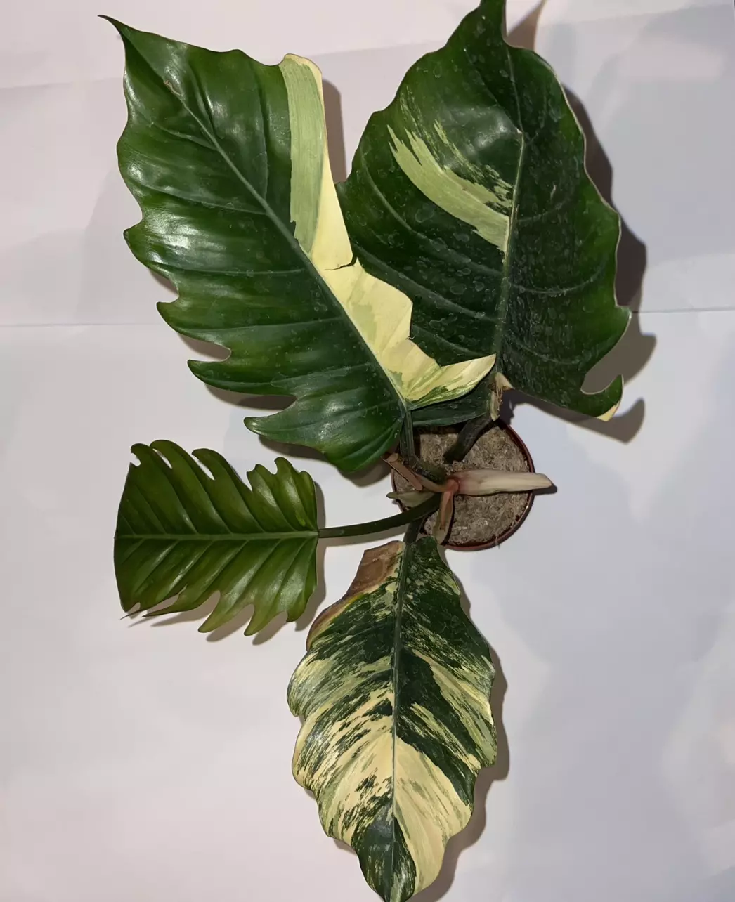 plant/4” Caramel Marble high variegation-0
