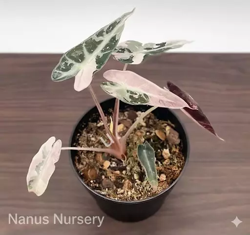 plant/Alocasia Pink Bambino | Rare Tissue Culture Plantlet | Sellers choice-8