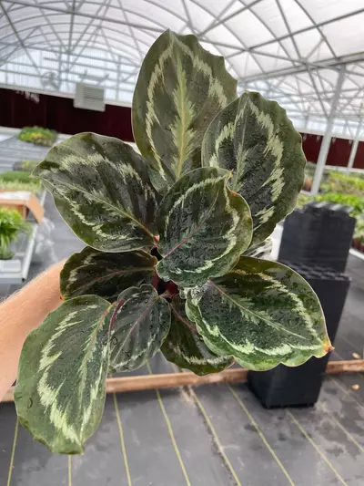 plant/Calathea Medallion 4” pot growers choice-0-thumbnail