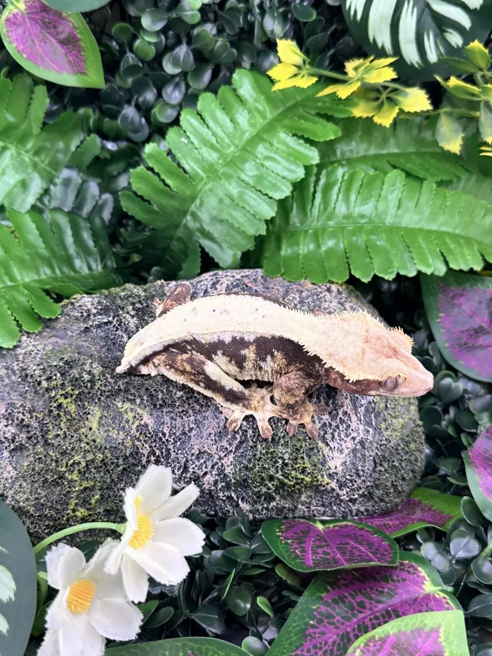 plant/Adult Female Lilly White 2022-0