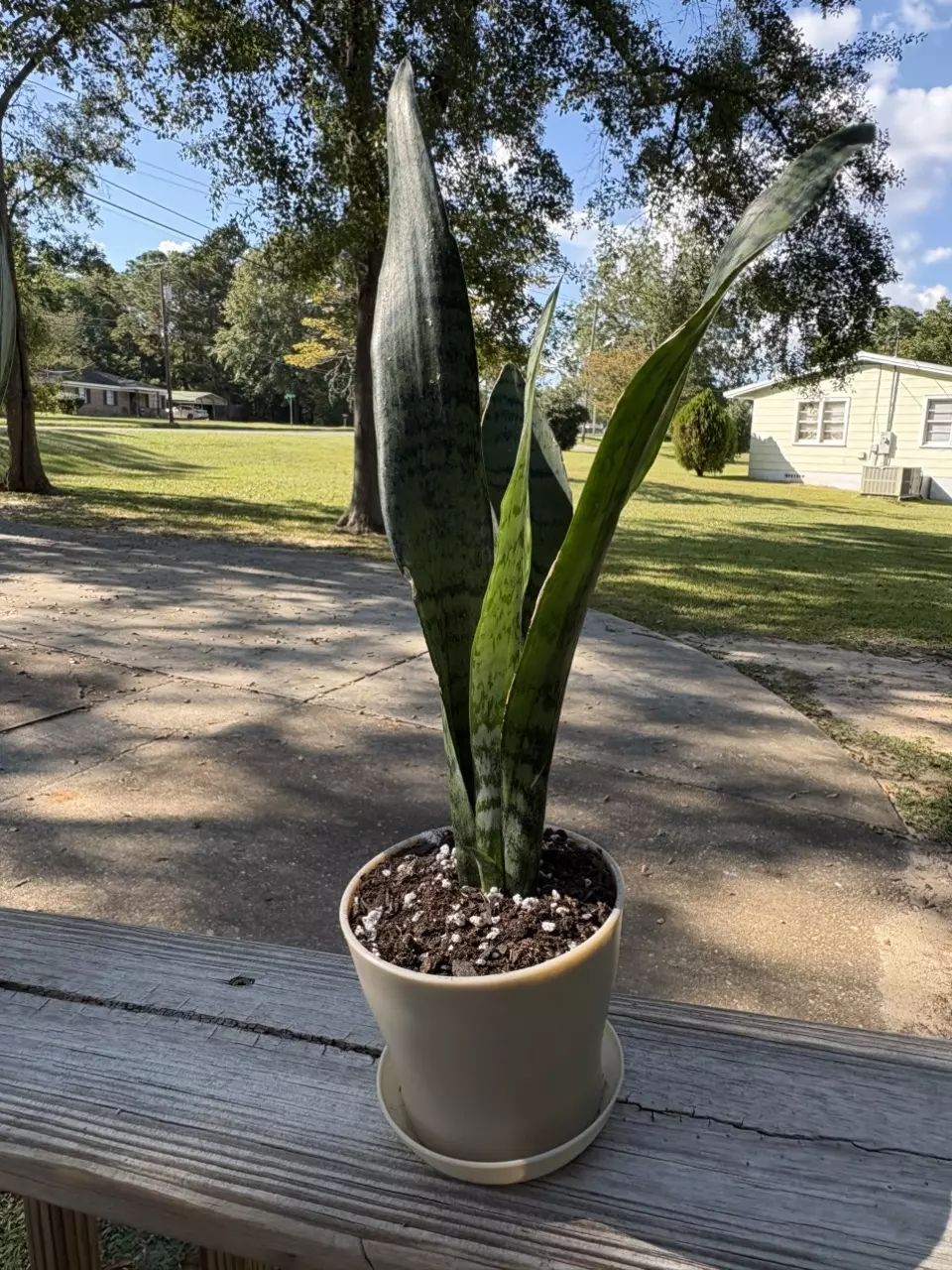 plant/Snake plant-0