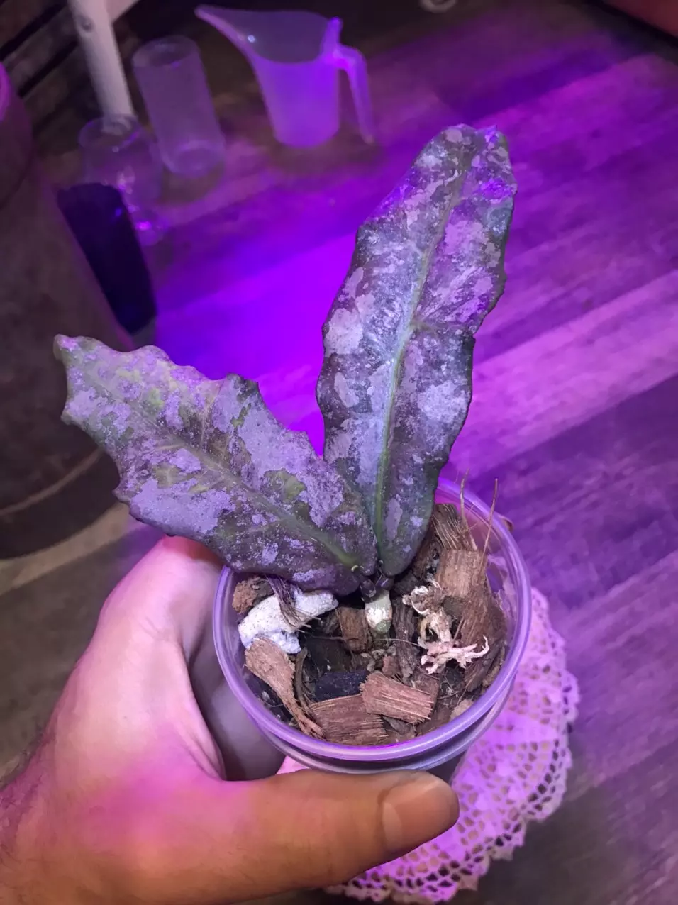 plant/Gorgeous Hoya Undulata Silver Splash well rooted w/ high variegation & active 🌱-4