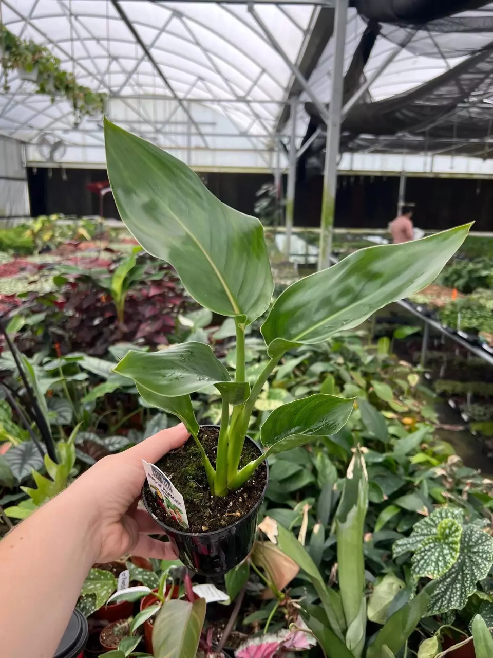 plant/Orange Birds of Paradise 4” pot growers choice-1