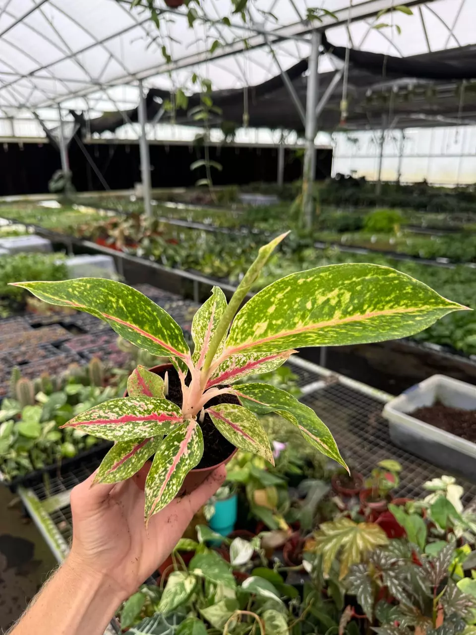 plant/Aglaonema Night Sparkle 4” pot growers choice-1