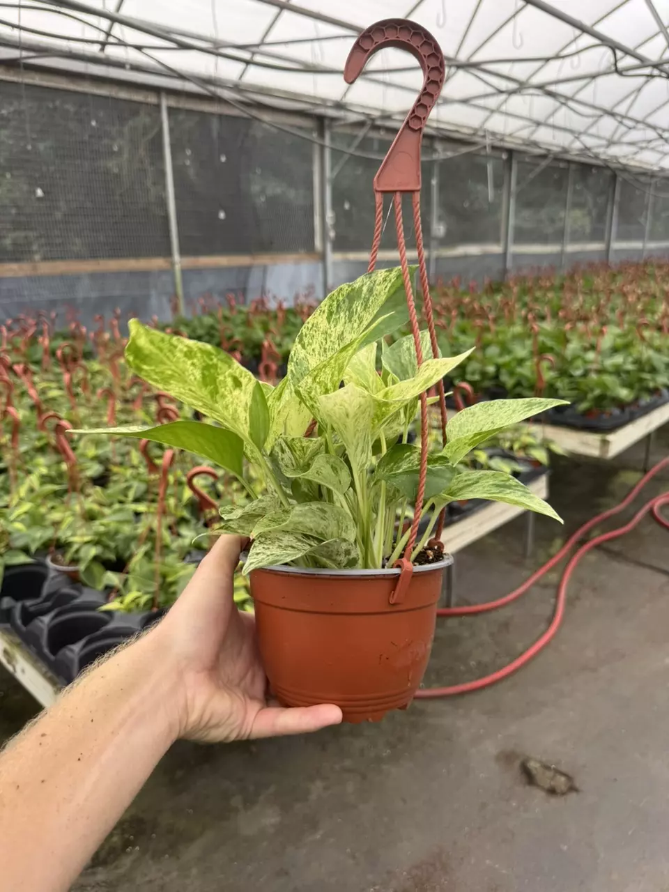 plant/Scindapsus marble prince 6” hanging basket growers choice-6