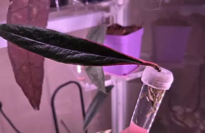 plant/Hoya Sulawesiana Albo-0-thumbnail