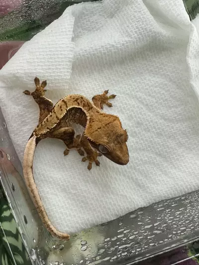 plant/Super nice Tangerine Extreme Harlequin  Altitude x Pixie 5/9/25-1-thumbnail