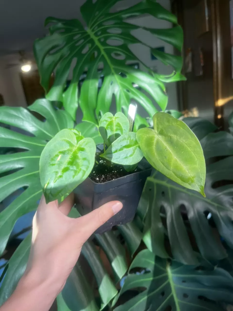 plant/(Pap x Mag) x Forgetii (Ashleys_Aroids)-2