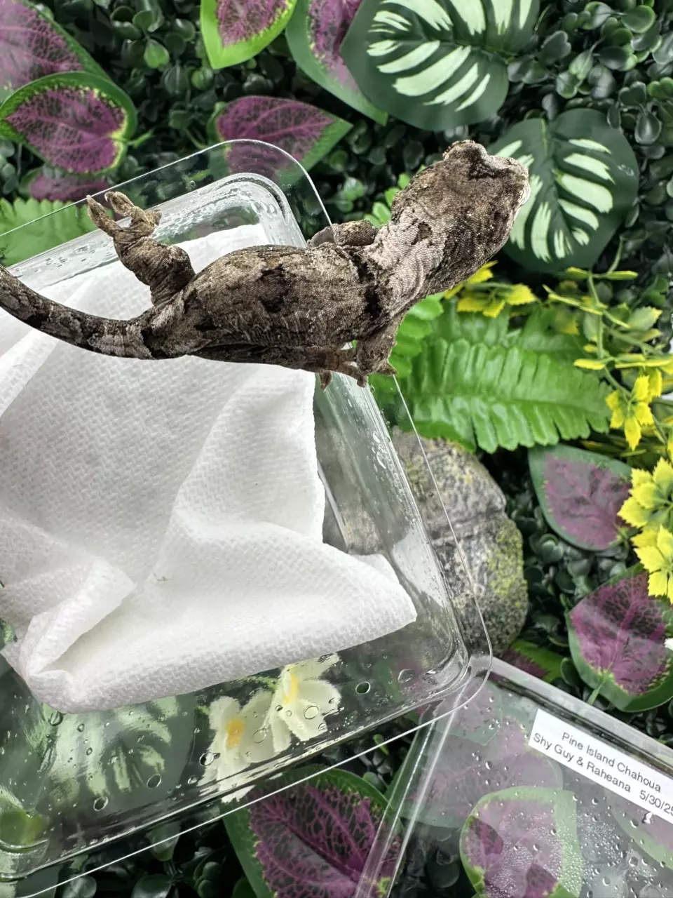 plant/Nice White Collar Chahoua Shyguy x Raheana 5/30/25-2