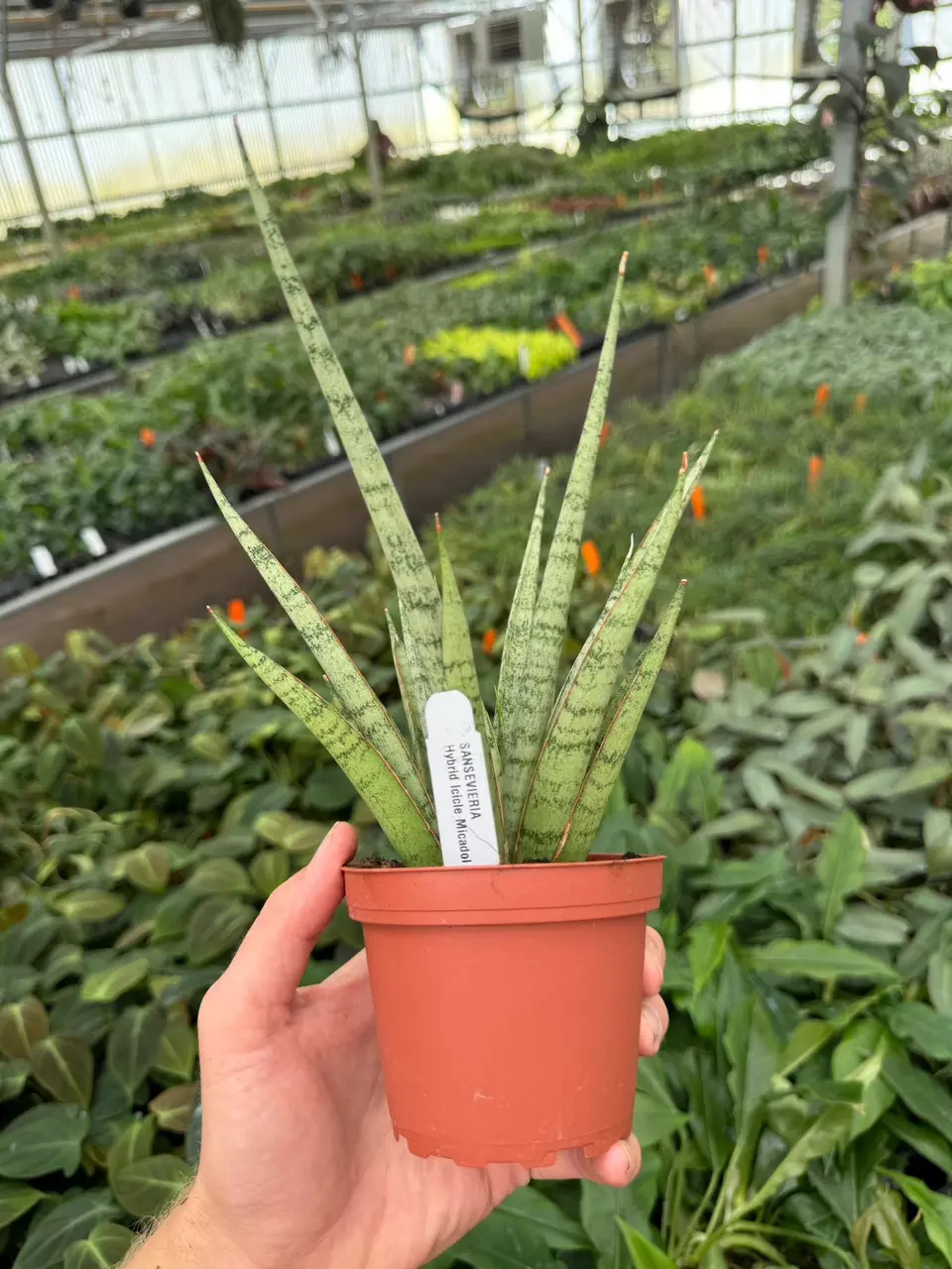 plant/Sansevieria Hybrid Icicle Micadol 4” growers choice-3