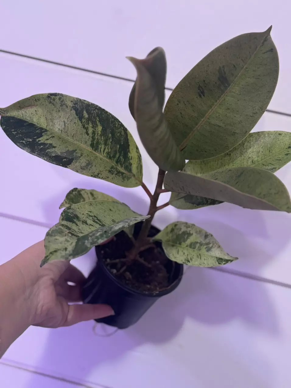 plant/Ficus shivereana-0