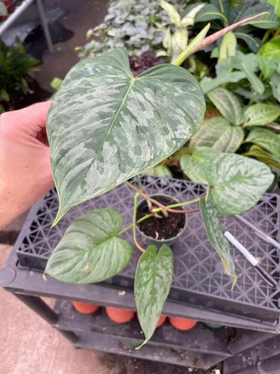 plant/Philodendron Majestic 4” pot growers choice-3