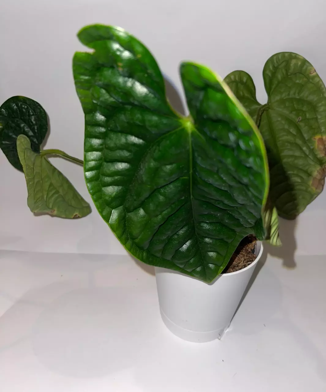 plant/6” Anthurium Luxurians-1