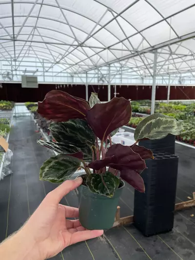 plant/Calathea Medallion 4” pot growers choice-4-thumbnail