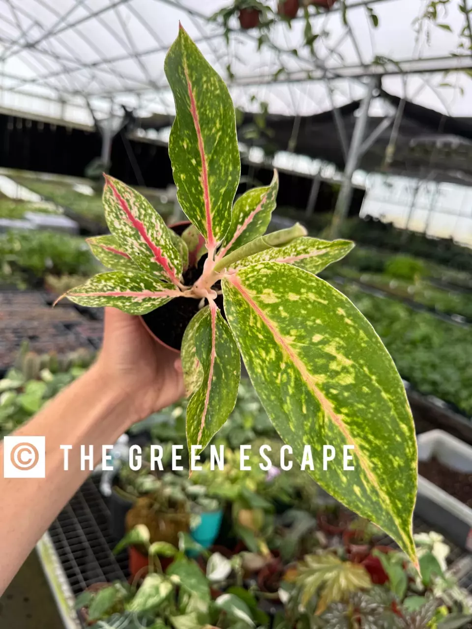 plant/Aglaonema Night Sparkle 4” pot growers choice-0