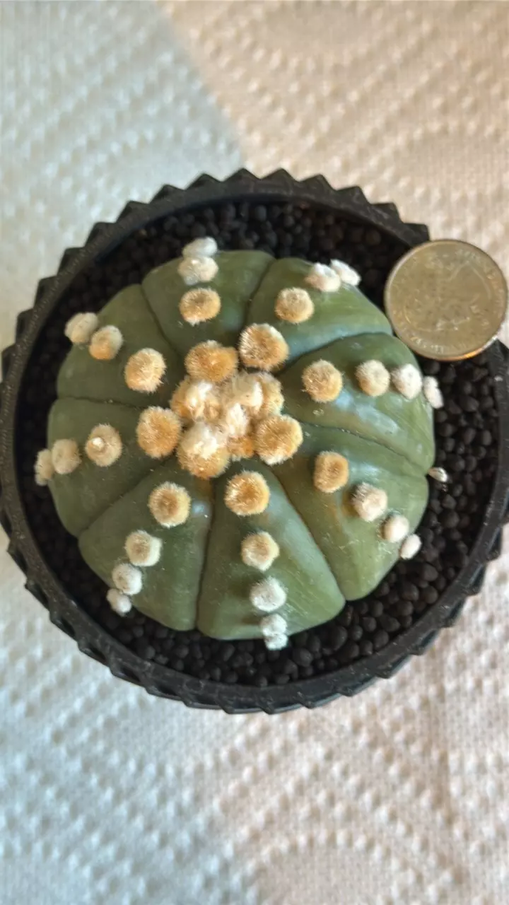 plant/Ooibo - Perfect Pattern-0