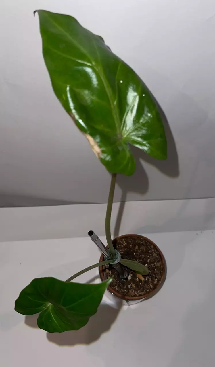 plant/4” Alocasia Metalhead-1