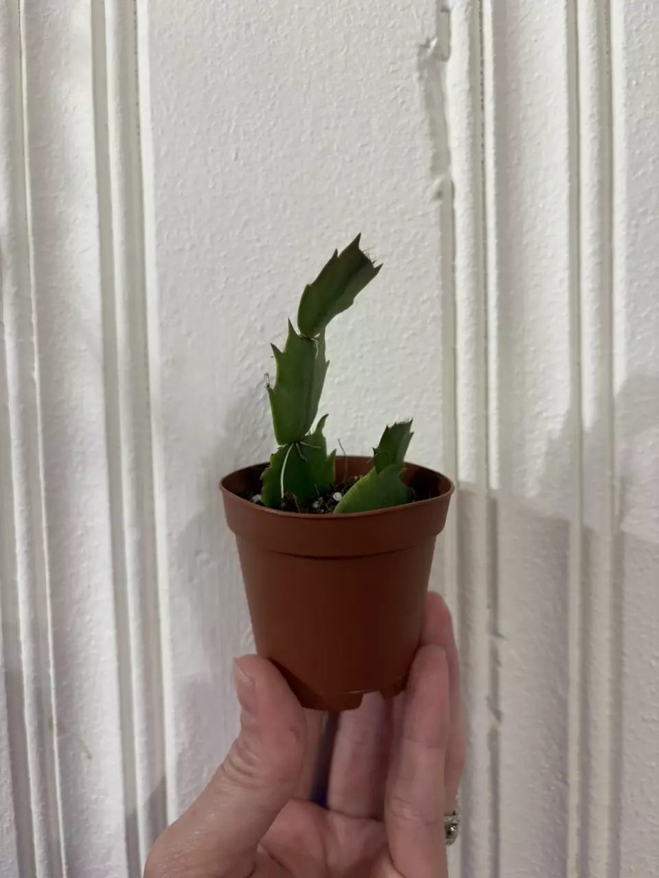 plant/Thanksgiving Cactus-1