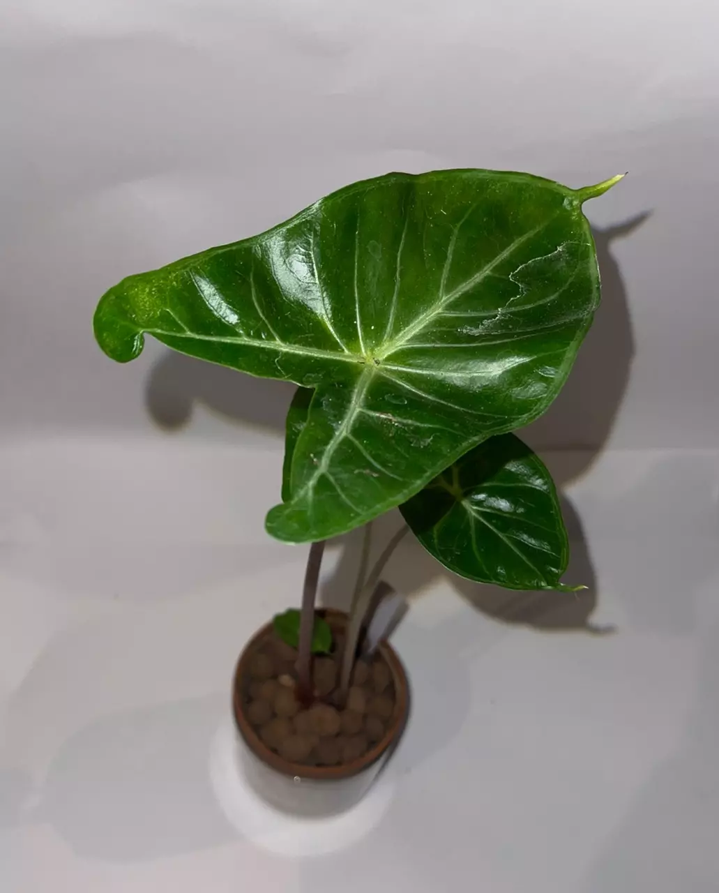 plant/4” Alocasia Ivory Coast-0