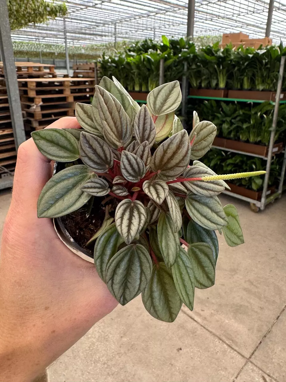 plant/Peperomia San Marino 4” pot growers choice-1