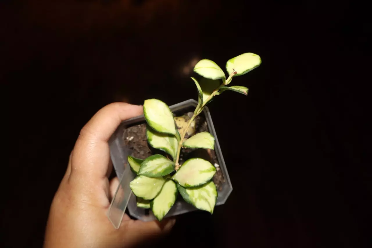 plant/Hoya Heuschkeliana-0