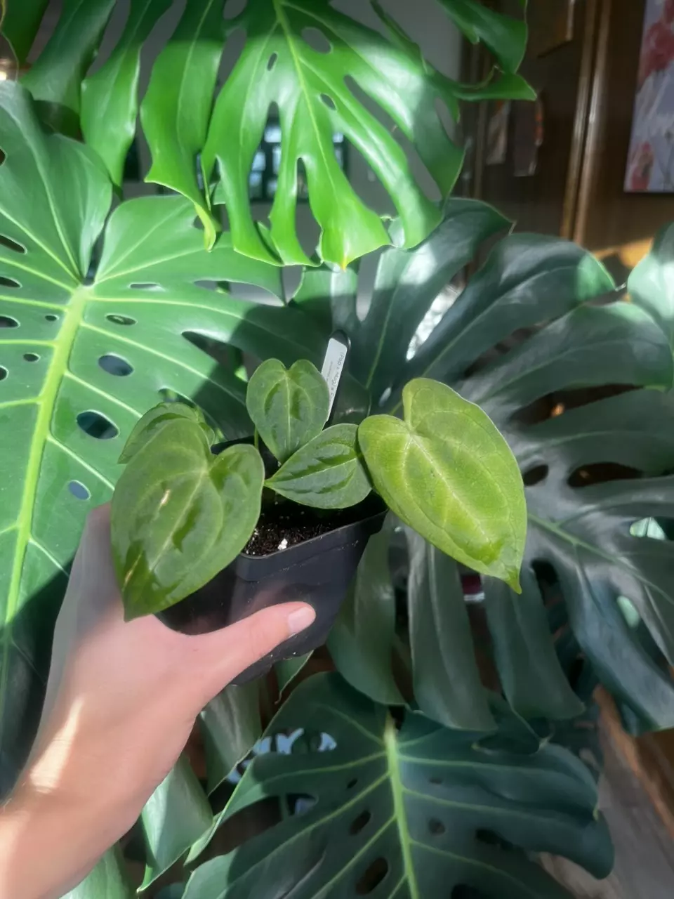 plant/(Pap x Mag) x Forgetii (Ashleys_Aroids)-0