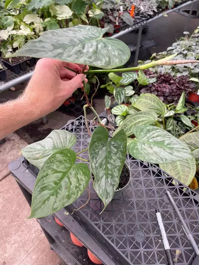 plant/Philodendron Majestic 4” pot growers choice-2-thumbnail