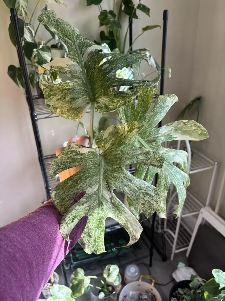 plant/Monstera Legacy-1